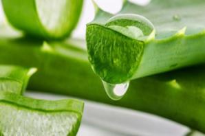 قیمت سنگ اسلب طلایی + مشخصات بسته بندی عمده و ارزان